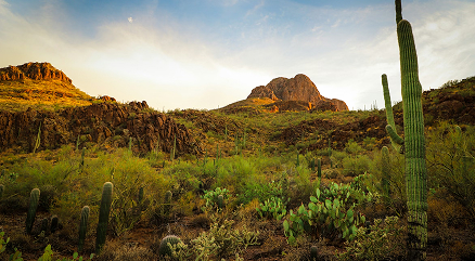Tucson Landscape - Property Management Services